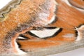 Attacus atlas moth Royalty Free Stock Photo