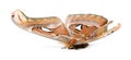 Attacus atlas moth Royalty Free Stock Photo