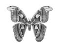 Attacus atlas. Atlas moth. Black and white tropical Atlas butterfly isolated on white. Royalty Free Stock Photo