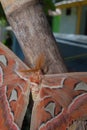 Attacus atlas, the Atlas moth, is a large saturniid moth endemic to the forests of Asia