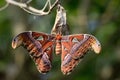 Attacus atlas