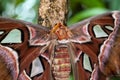 Attacus Atlas moths are one of the largest lepidopterans in the world Royalty Free Stock Photo