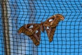 Attacus Atlas moths are one of the largest lepidopterans in the world Royalty Free Stock Photo