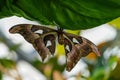 Attacus Atlas moths are one of the largest lepidopterans in the world Royalty Free Stock Photo