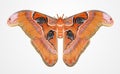 Attacus atlas. One of the largest butterflies in the world. Isolate of a female butterfly. Royalty Free Stock Photo