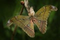 Attacus caesar, moth in Saturniidae family, southern Philippines. Beautiful big butterfly, in habitat. Wildlife in Asia. Butterfly