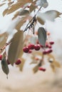 Almost attained cherry after rain Royalty Free Stock Photo