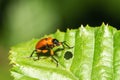 An Attelabidae on a leaf Royalty Free Stock Photo