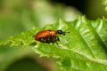 An Attelabidae on a leaf Royalty Free Stock Photo