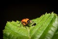 An Attelabidae on a leaf Royalty Free Stock Photo