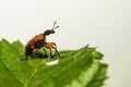 An Attelabidae on a leaf Royalty Free Stock Photo