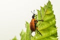 An Attelabidae on a leaf Royalty Free Stock Photo