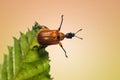 An Attelabidae on a leaf Royalty Free Stock Photo