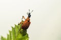 An Attelabidae on a leaf Royalty Free Stock Photo