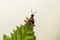 An Attelabidae on a leaf Royalty Free Stock Photo