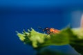 An Attelabidae on a leaf Royalty Free Stock Photo