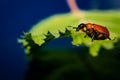 An Attelabidae on a leaf Royalty Free Stock Photo