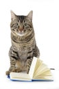 Attent cat with an open notebook Royalty Free Stock Photo