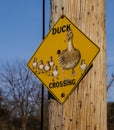 Attention! Ducks Crossing Royalty Free Stock Photo