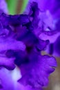 Wild and Flirtatious Purple Iris Petals Royalty Free Stock Photo