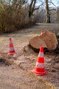 Attention warning cones due to tree felling work vertical Royalty Free Stock Photo