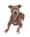 Attentive American Staffordshire Terrier Dog Laying Royalty Free Stock Photo