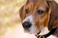 Attentive Beagle Dog Royalty Free Stock Photo