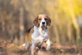 Attentive Beagle dog Royalty Free Stock Photo