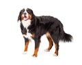 Attentive Bernese Mountain Dog Standing