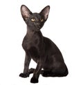 Attentive black kitten