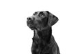 Attentive black labrador dog looking up, side view. Isolated on white background. Obedience concept Royalty Free Stock Photo