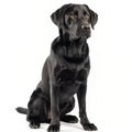 Attentive Black Labrador Retriever Sitting Against White Background Royalty Free Stock Photo