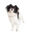 Attentive Black and White Pekingese Crossbreed Dog
