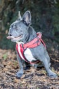 Attentive Blue Male French Bulldog