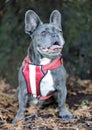 Attentive Blue Male French Bulldog