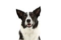 Attentive border collie dog lookign up. isolated on white background Royalty Free Stock Photo