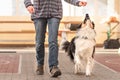 Good attentive Border Collie dog works together with his owner. Royalty Free Stock Photo