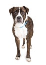 Attentive Boxer and Pit Bull Crossbreed Dog Royalty Free Stock Photo