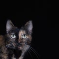 Attentive cat Royalty Free Stock Photo