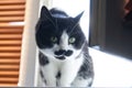 An attentive cat with a funny black and white muzzle sits on a windowsill next to brown blinds. A pet Royalty Free Stock Photo