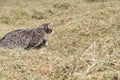 Attentive cat looking for prey Royalty Free Stock Photo