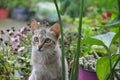 Attentive cat Royalty Free Stock Photo