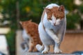 Attentive cat see dog on the street Royalty Free Stock Photo