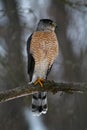 Attentive Coopers Hawk Looking to his left - Accipiter cooperii