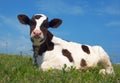 Attentive cow Royalty Free Stock Photo
