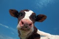Attentive cow Royalty Free Stock Photo