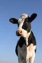 Attentive cow Royalty Free Stock Photo