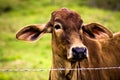 Attentive cow looking over the fence Royalty Free Stock Photo