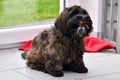 Attentive and curious looking small havanese dog with chewing bone Royalty Free Stock Photo