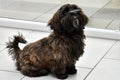 Attentive and curious looking small havanese dog Royalty Free Stock Photo